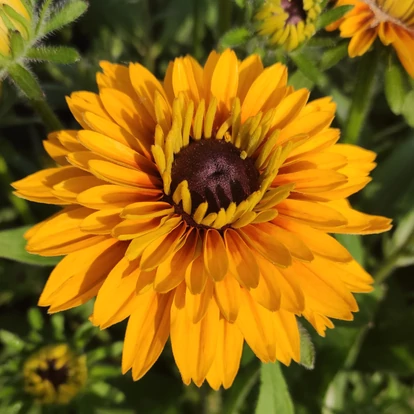 Rudbeckia hirta SmileyZ 'Double Passion' / Kúpvirág