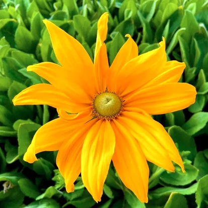 Rudbeckia hibrid SUNBECKIA 'Juliana' / Borzas kúpvirág