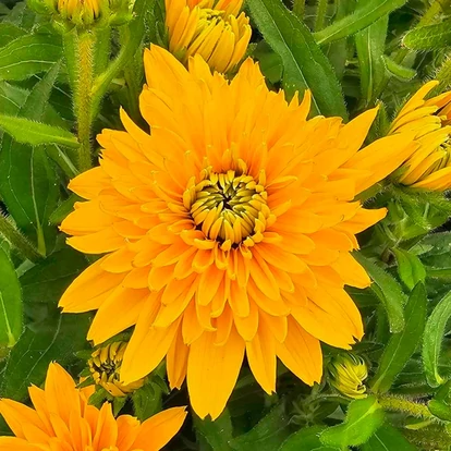 Rudbeckia hibrid SUNBECKIA 'Lucia' / Borzas kúpvirág