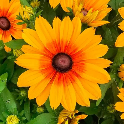 Rudbeckia hibrid SUNBECKIA 'Luna' / Borzas kúpvirág