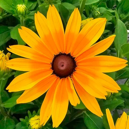 Rudbeckia hibrid SUNBECKIA &#039;Maya&#039; / Borzas kúpvirág