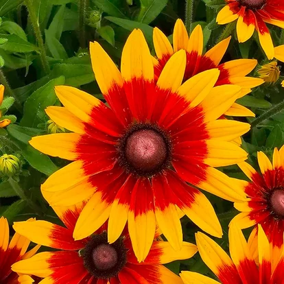 Rudbeckia hibrid SUNBECKIA 'Mia' / Borzas kúpvirág