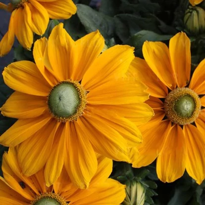 Rudbeckia hibrid SUNBECKIA &#039;Ophelia&#039; / Borzas kúpvirág