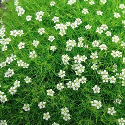 Sagina subulata &#039;Irish Moss&#039; / Szálkás zöldhúr, csillagmoha