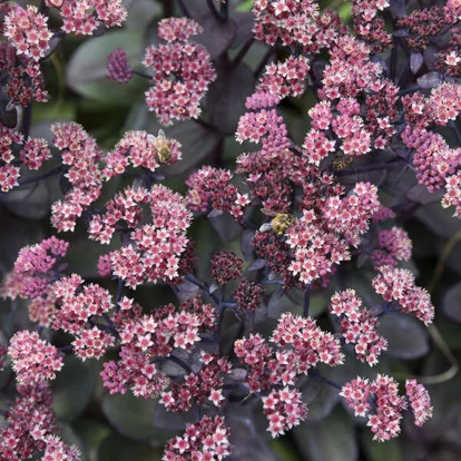 Sedum telephium 'Rock 'N Grow Back in Black' / Kárpáti varjúháj