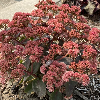 Sedum telephium 'Rock 'N Grow Tiramisu' / Kárpáti varjúháj