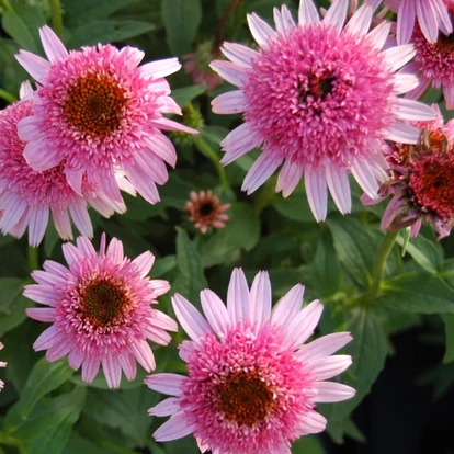 Echinacea  purpurea &#039;Butterfly Kisses&#039; / Kasvirág