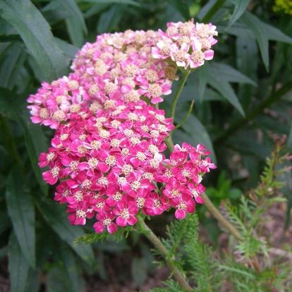 Achillea millefolium 'Desert Eve Deep Rose' / Közönséges cickafark