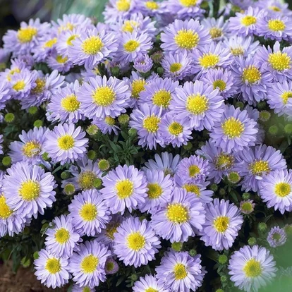 Aster Dumosus 'Aqua Compact' / Törpe őszirózsa