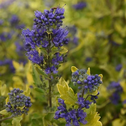 Caryopteris x cladolensis 'Gold Crest' / Kékszakáll