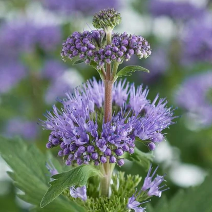 Caryopteris incana &#039;Pavilon Blue&#039; / Kékszakáll