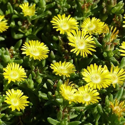 Delosperma &#039;Wheels of Wonder Golden Wonder&#039; / Délvirág, kristályvirág