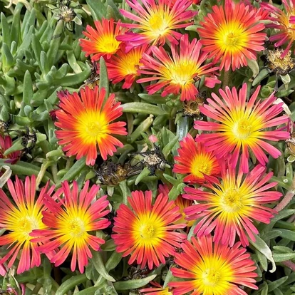 Delosperma &#039;Wheels of Wonder Fire Wonder&#039; / Délvirág, kristályvirág