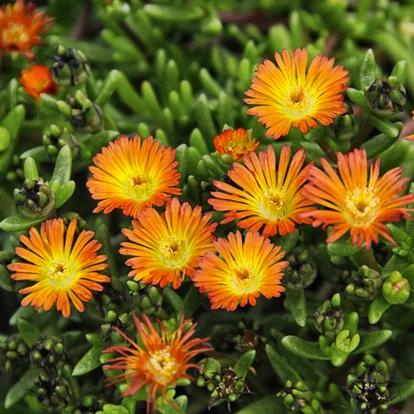 Delosperma &#039;Wheels of Wonder Hot Orange&#039; / Délvirág, kristályvirág