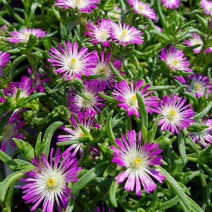 Delosperma 'Wheels of Wonder Purple Wonder' / Délvirág, kristályvirág