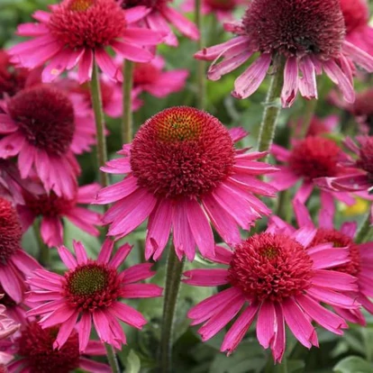 Echinacea purpurea &#039;Delicious Candy&#039; / Kasvirág