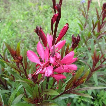 Gaura lindheimeri 'Steffi Dark Rose' / Évelő díszgyertya