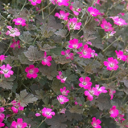 Geranium &#039;Orkney Cherry&#039; / Gólyaorr