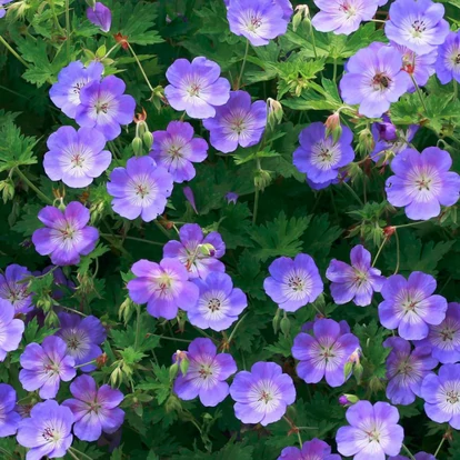 Geranium 'Rozanne' / Gólyaorr