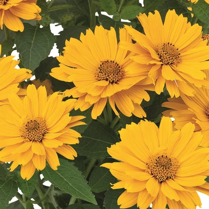 Heliopsis 'Sole Giatto' / Érdes napszemvirág