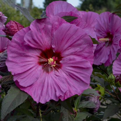 Hibiscus hibrid SUMMERIFIC 'Berry Awesome' / Mocsári hibiszkusz
