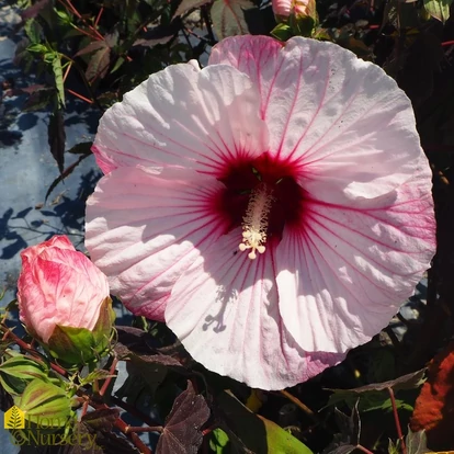 Hibiscus hibrid SUMMERIFIC 'Perfect Storm' / Mocsári hibiszkusz
