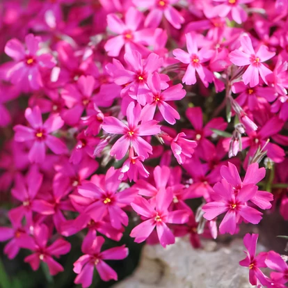 Phlox subulata 'Atropurpurea' / Árlevelű lángvirág