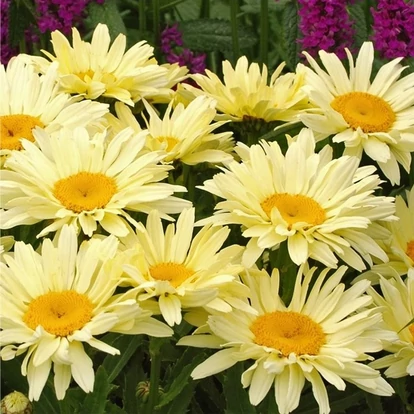 Leucanthemum x superbum 'Banana Cream' / Margaréta