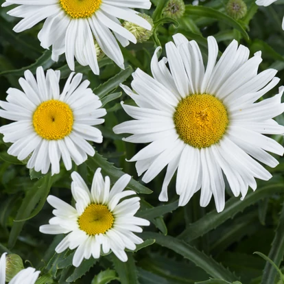 Leucanthemum x superbum 'Lucille Grace' / Margaréta