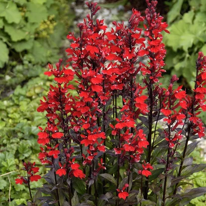 Lobelia fulgens &#039;Queen Victoria&#039; / Tűzpiros lobélia