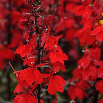 Lobelia speciosa STARSHIP 'Scarlet Bronze Leaf' / Pompás lobélia