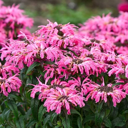 Monarda didymia 'Electric Neon Coral' / Méhbalzsam, indiáncsalán