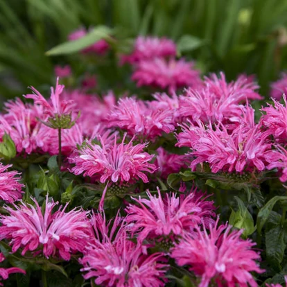 Monarda didymia 'Electric Neon Pink' / Méhbalzsam, indiáncsalán