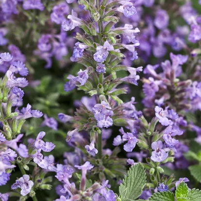 Nepeta x faassenii &#039;Purrsian Blue&#039; / Kerti macskamenta