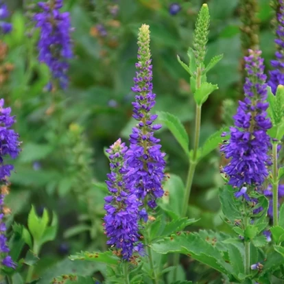 Veronica longifolia 'Ronica Blue' / Hosszúlevelű veronika