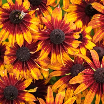Rudbeckia x Echinacea &#039;Summerina Orange&#039; / Kúpvirág