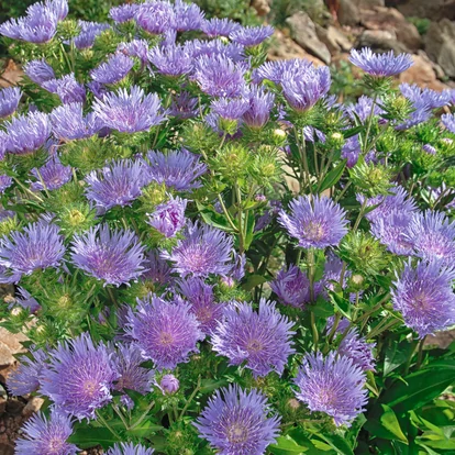 Stokesia leavis &#039;Peachies Pick&#039; / Olajbóbita