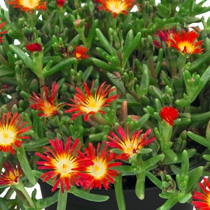 Delosperma &#039;SunDiamonds Red&#039; / Délvirág, kristályvirág