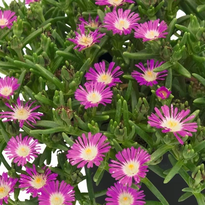 Delosperma &#039;SunDiamonds Rose&#039; / Délvirág, kristályvirág