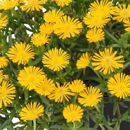Delosperma &#039;SunDiamonds Yellow&#039; / Délvirág, kristályvirág