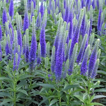 Veronica &#039;Veronique Blue&#039; / Hosszúlevelű veronika
