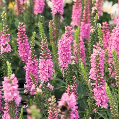 Veronica 'Veronique Pink' / Hosszúlevelű veronika