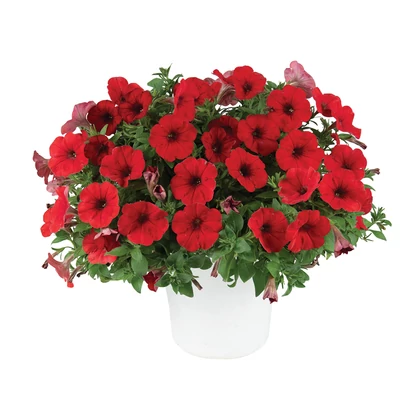 Petunia Capella Ruby Red