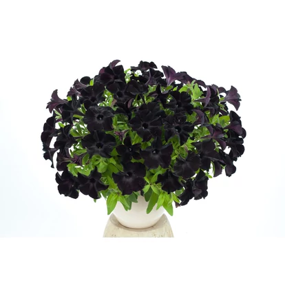 Petunia Black Ray