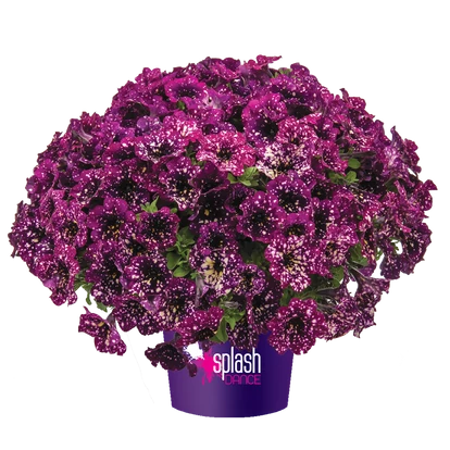 Petunia Splash Dance Magenta Mambo