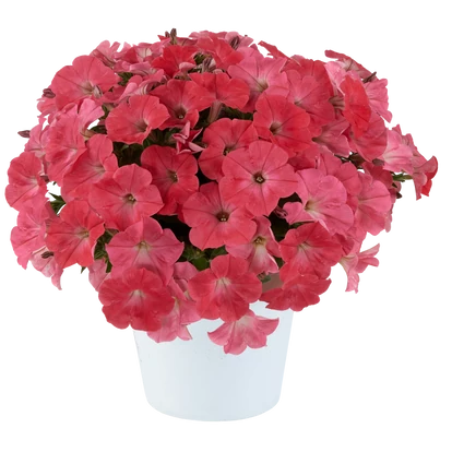 Petunia Capella Coral