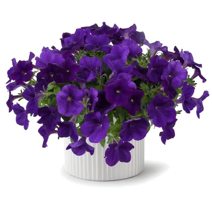 Petunia Capella Indigo