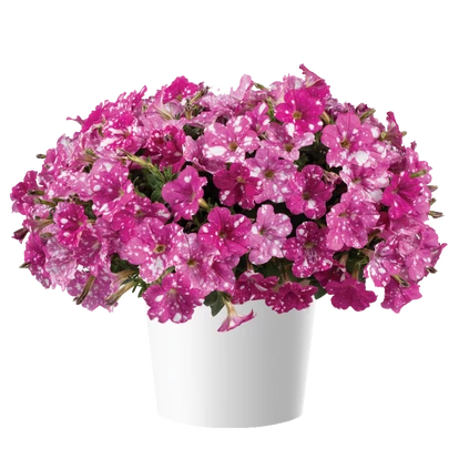 Petunia Splash Dance Fuchsia Flamenco