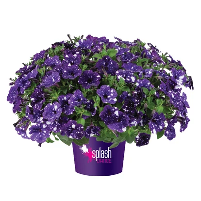 Petunia Splash Dance Bolero Blue