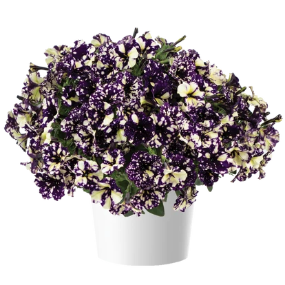 Petunia Splash Dance Violet Vogue